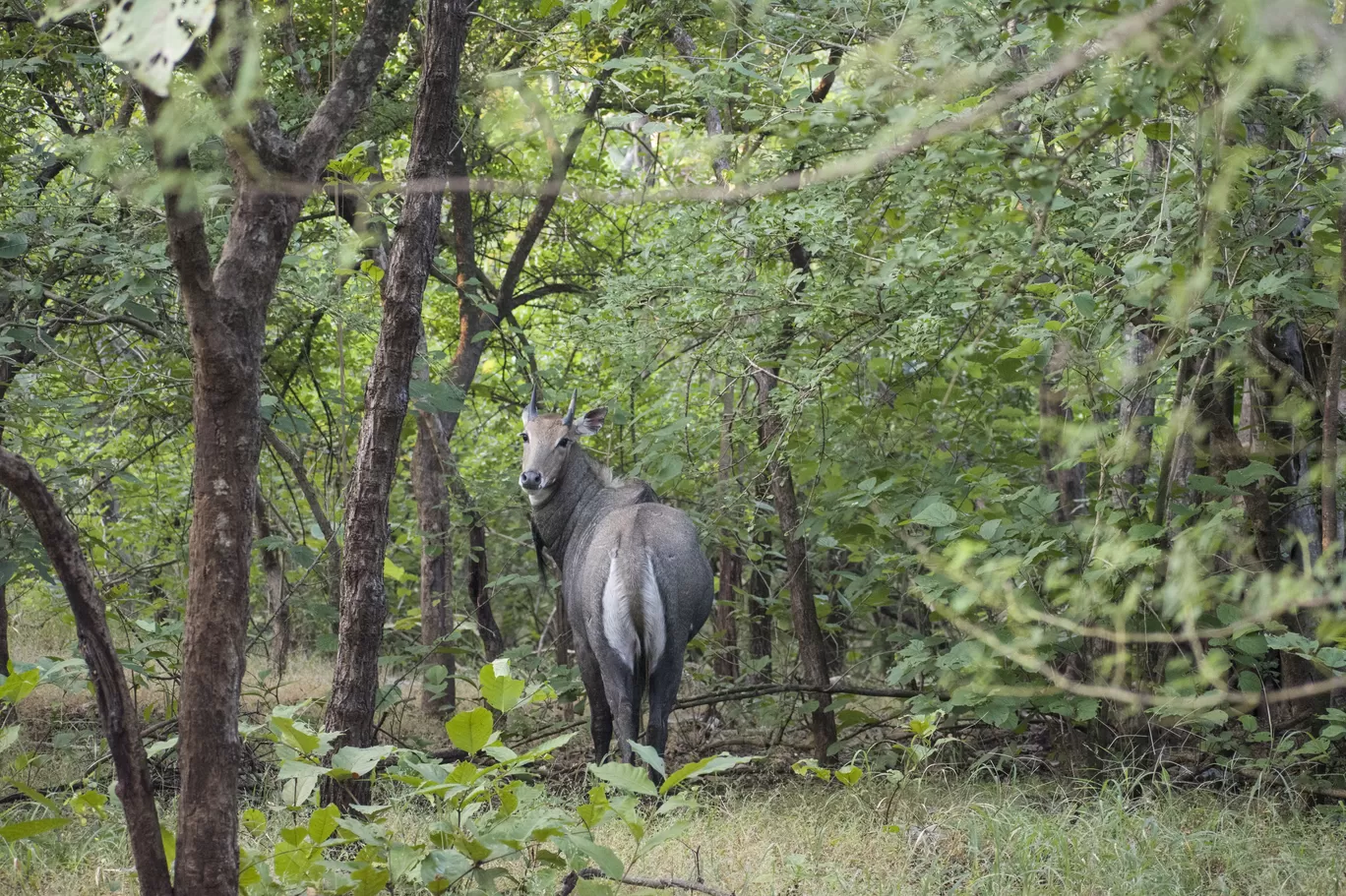 Photo of Gir National Park By Tapas Sahu