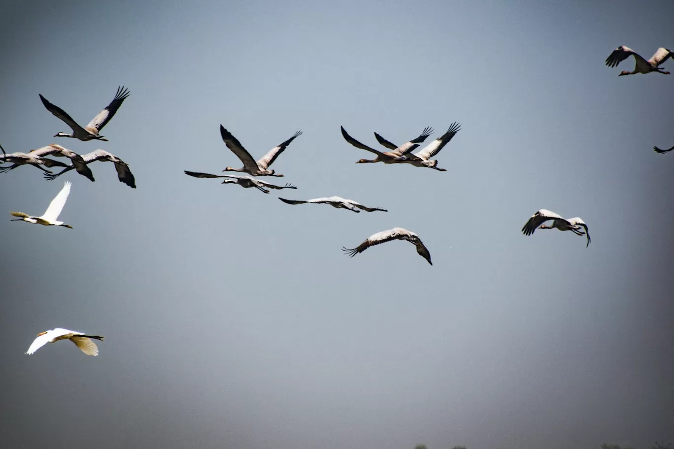 Photo of Vadla bird 🐦 view point By Tapas Sahu