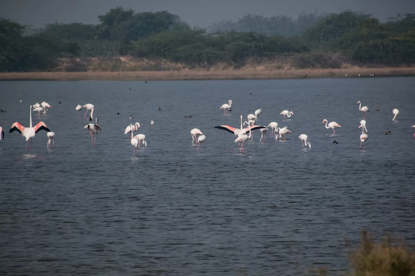 Photo of Vadla bird 🐦 view point By Tapas Sahu