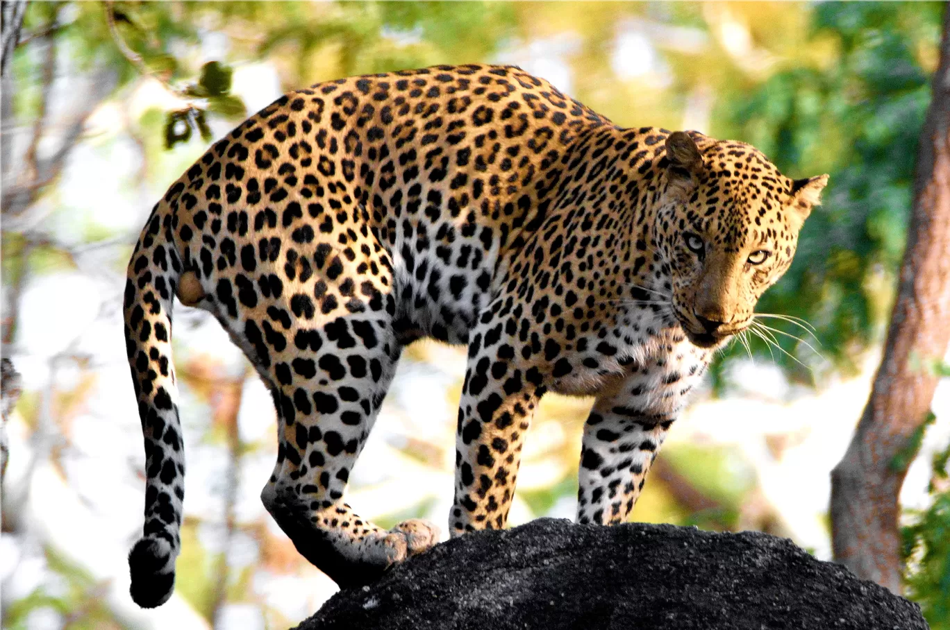 Photo of Pench National Park By Sheetal Vibhuti escapingsoul.in