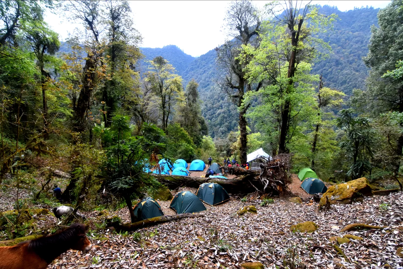 Photo of Goecha La Trek By Abhik Ghosh