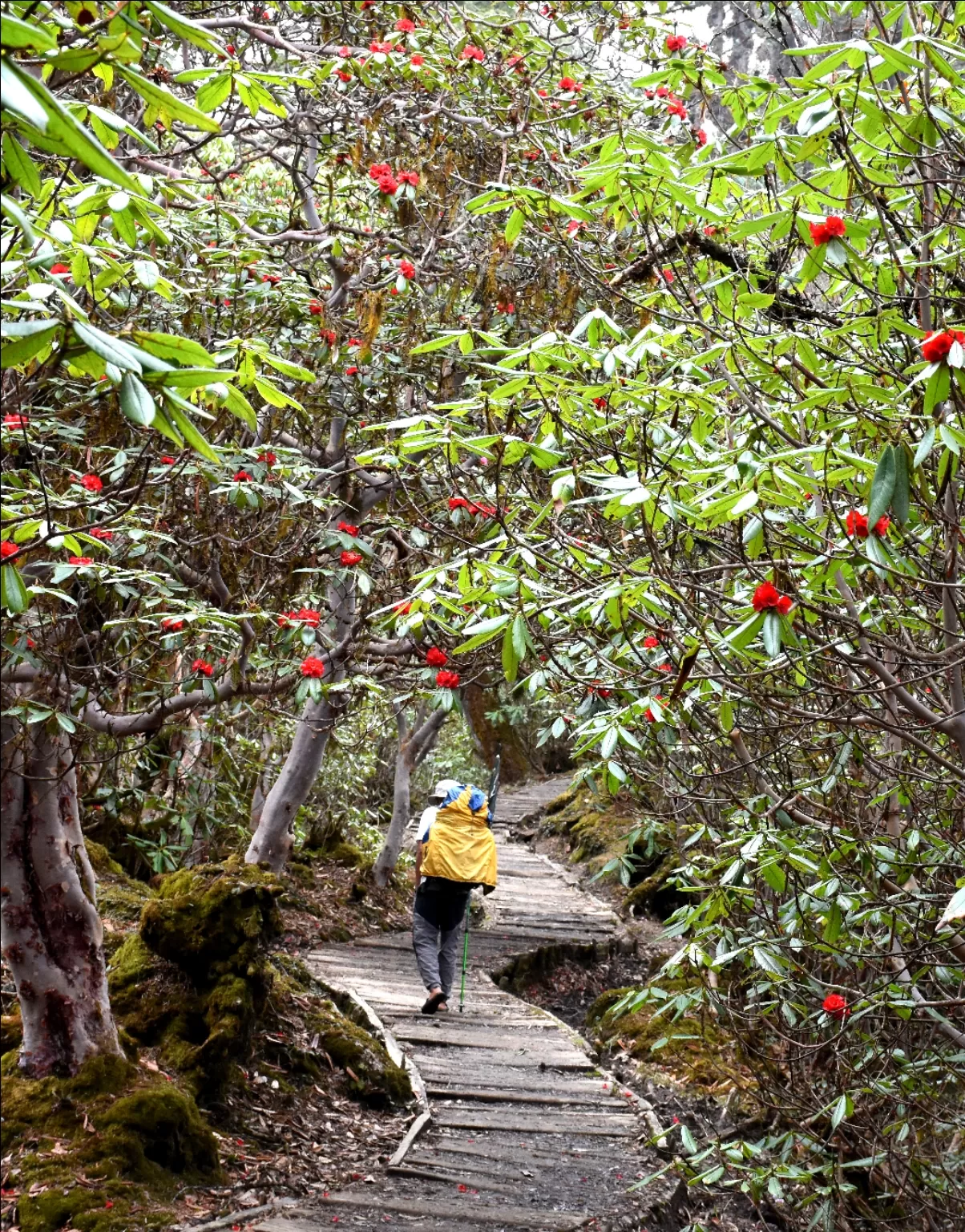 Photo of Goecha La Trek By Abhik Ghosh