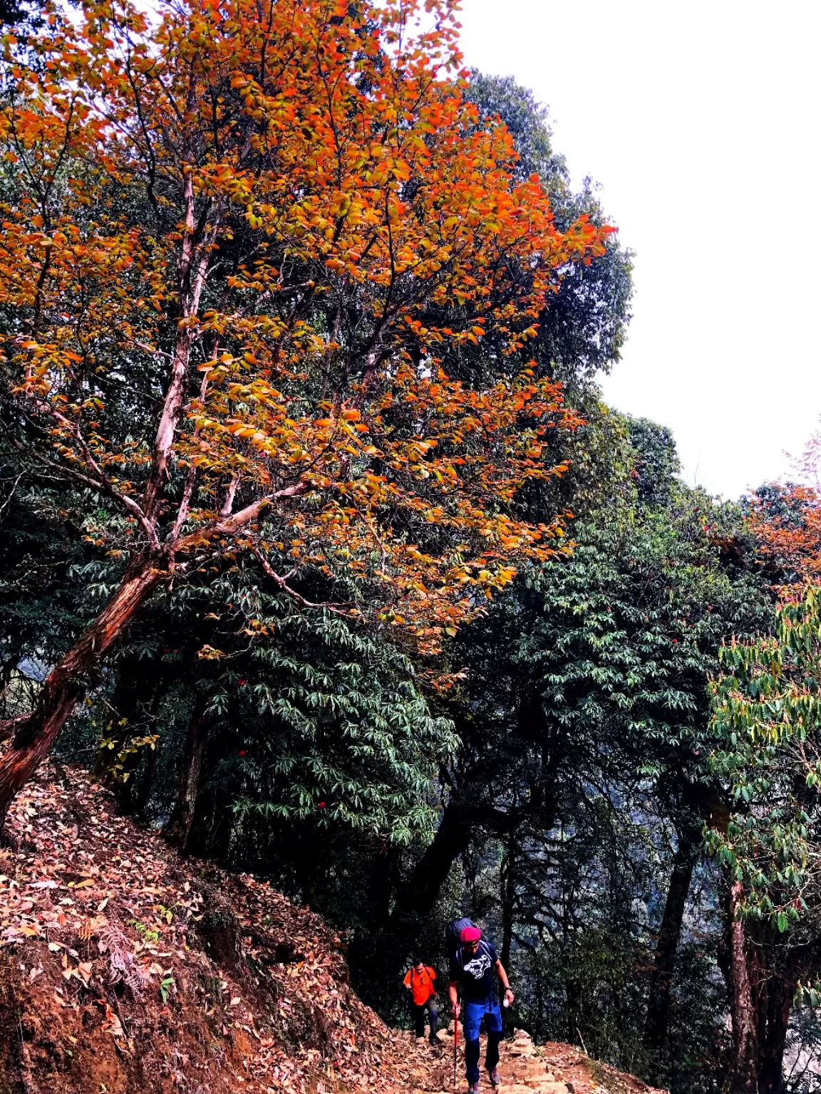 Photo of Goecha La Trek By Abhik Ghosh