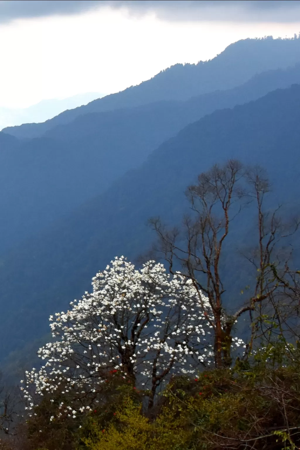 Photo of Goecha La Trek By Abhik Ghosh