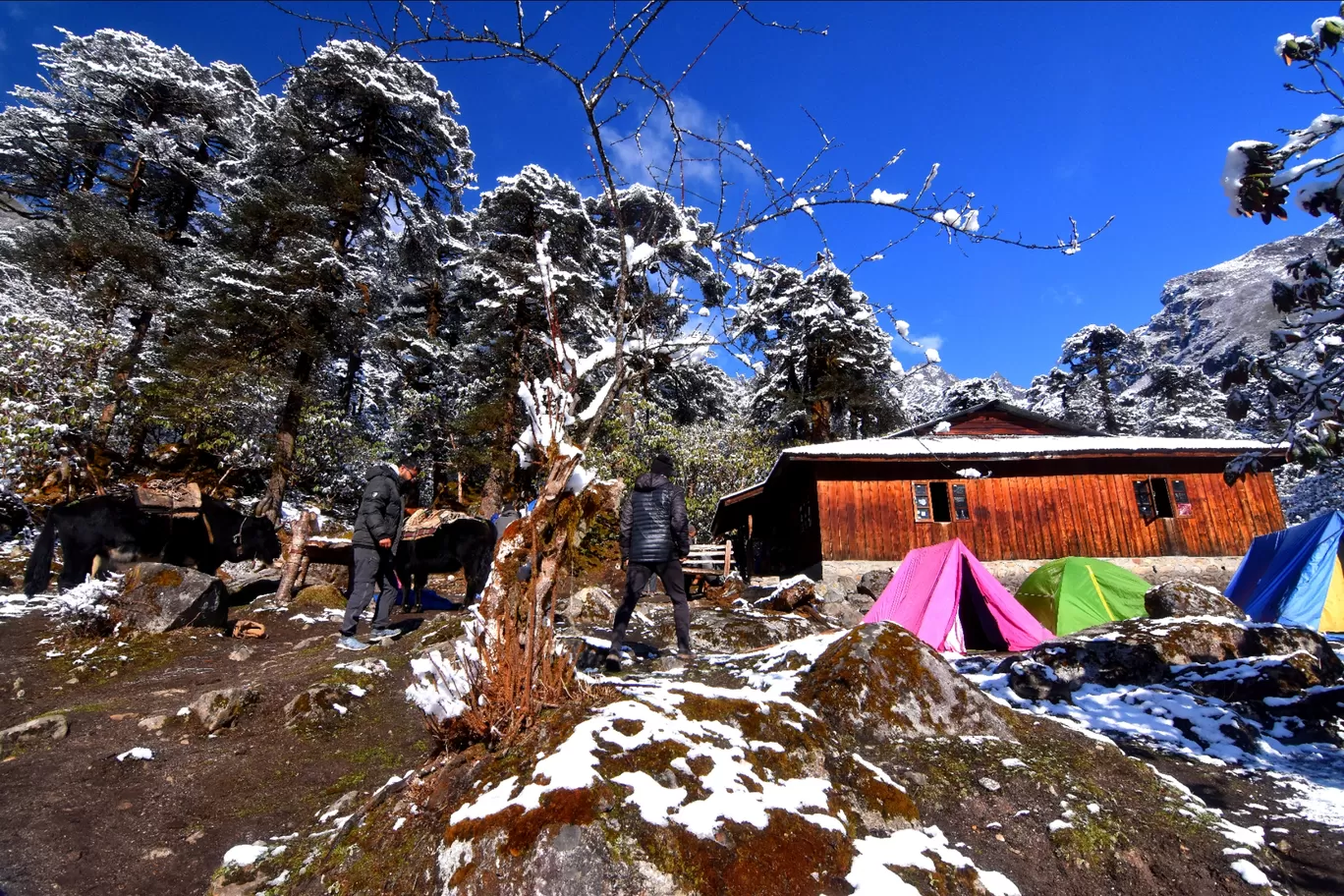 Photo of Goecha La Trek By Abhik Ghosh