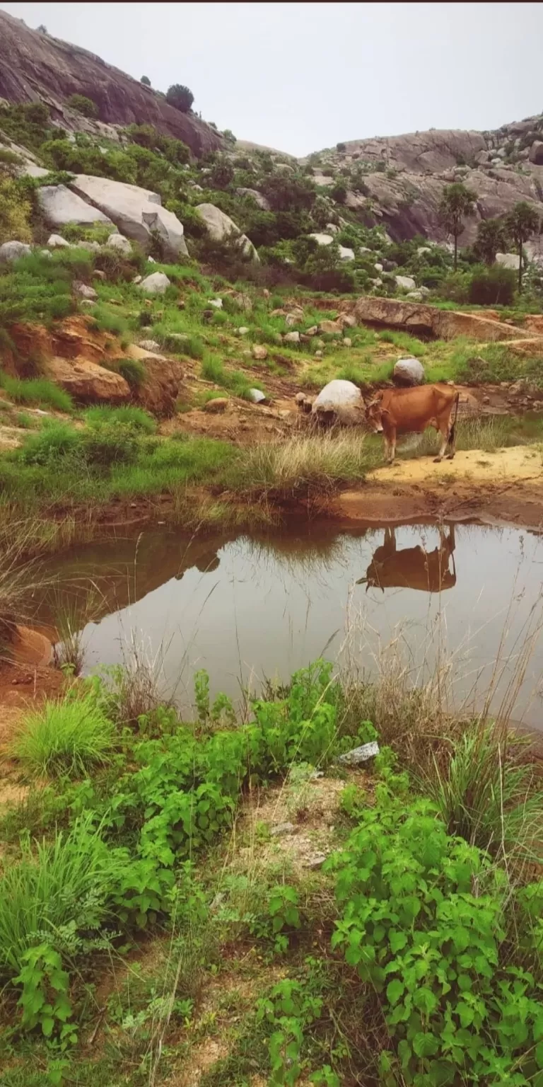 Photo of Chittoor By Raju Chinnu