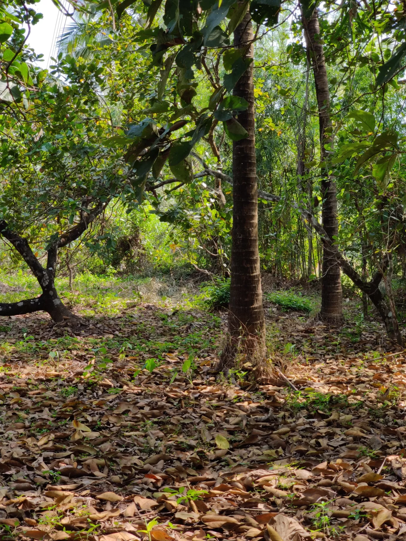 Photo of Vengurla By Arjun Gode