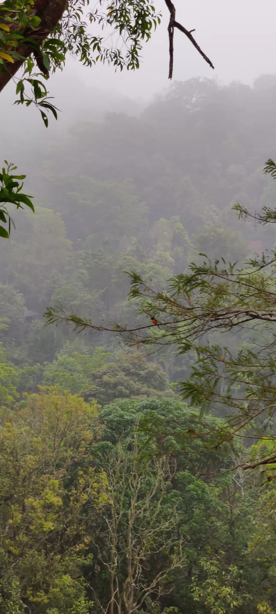 Photo of Wayanad Wild - CGH Earth By Veeresh BM