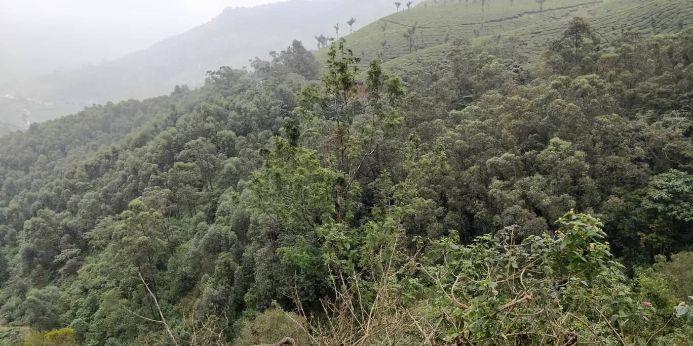 Photo of Munnar By aditya bagri