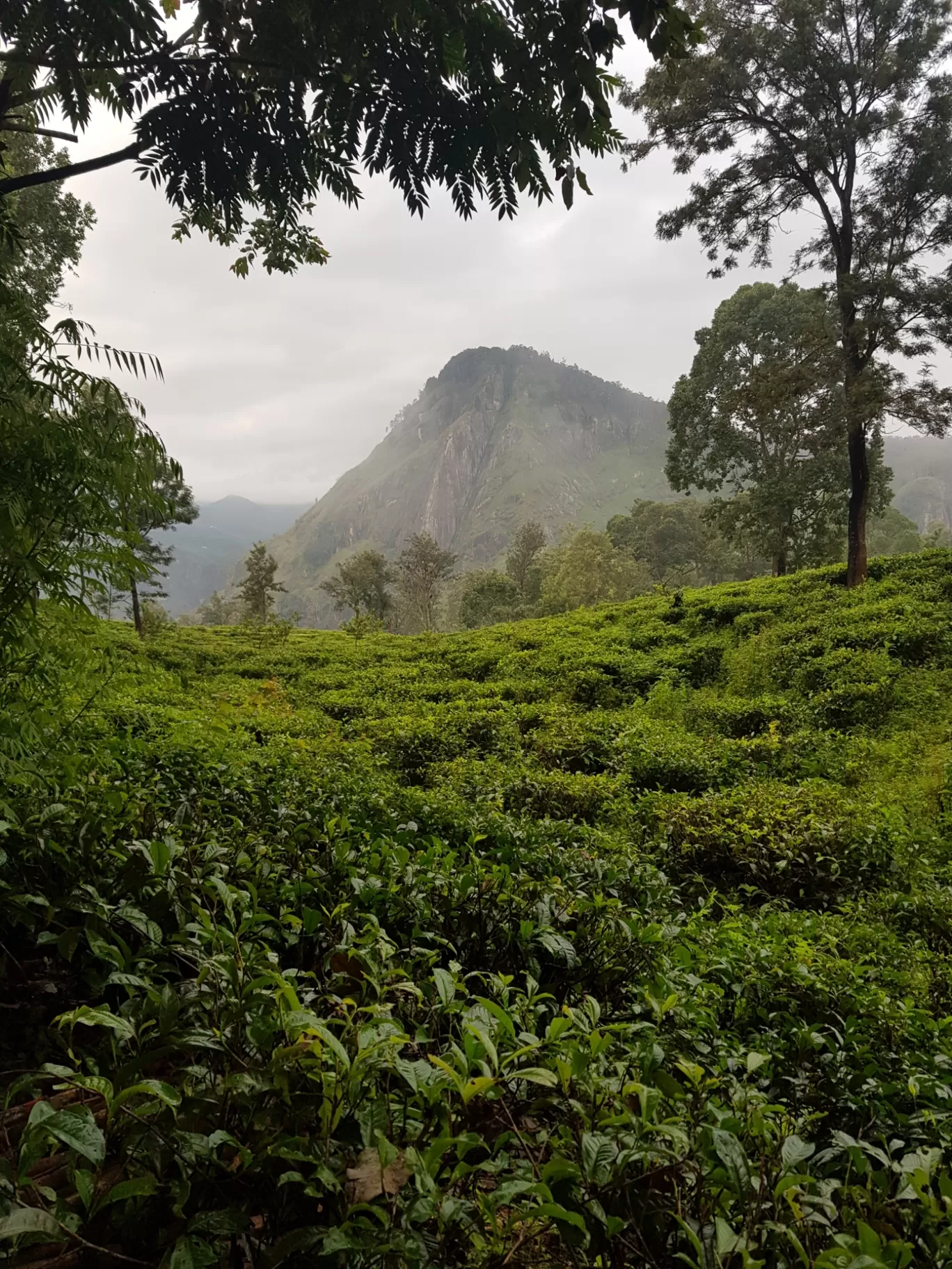 Photo of Nuwara Eliya By saayo