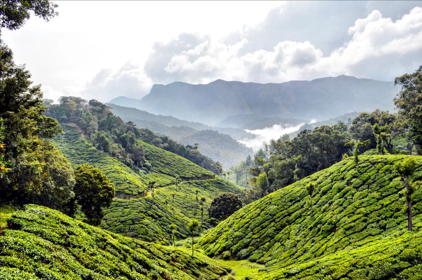 Photo of Munnar By Biswambar Hojai