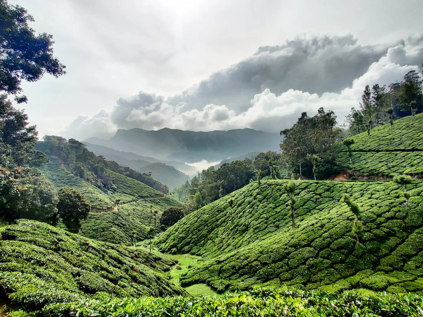 Photo of Munnar By Biswambar Hojai