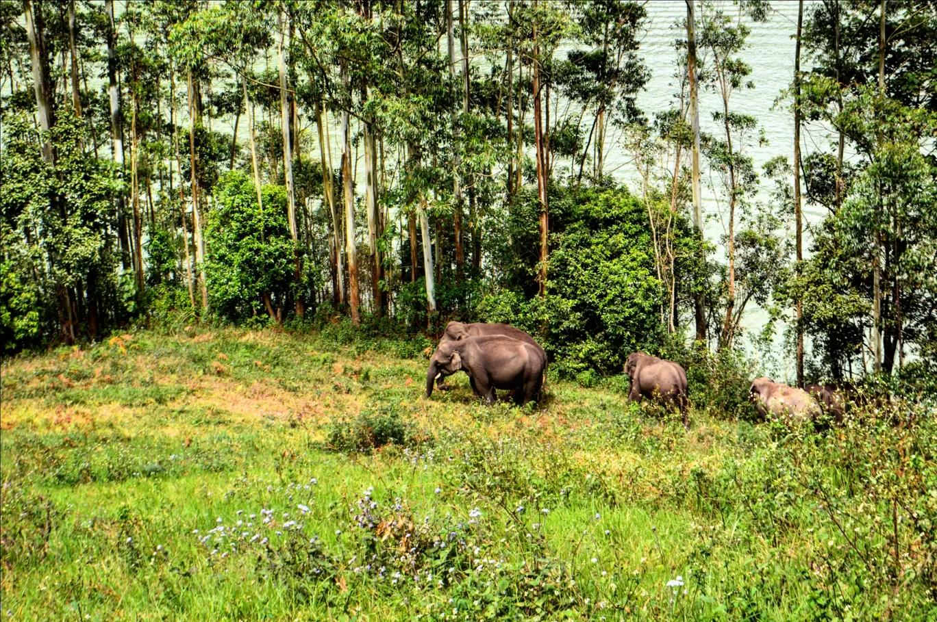 Photo of Munnar By Biswambar Hojai