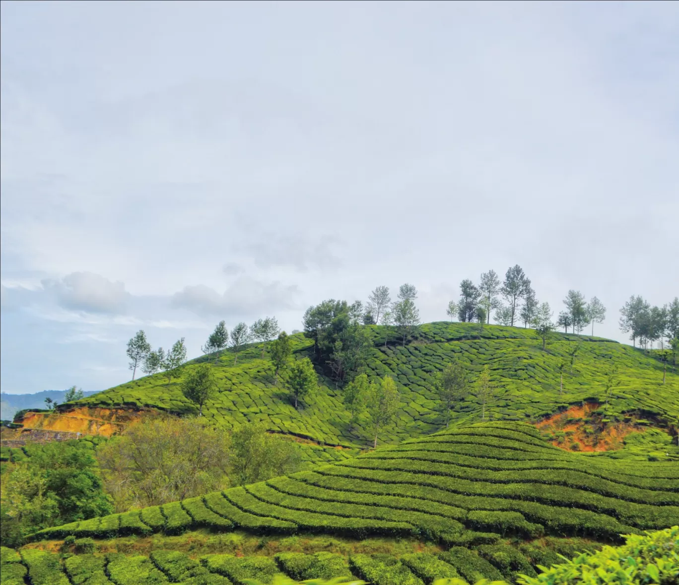 Photo of Munnar By Biswambar Hojai