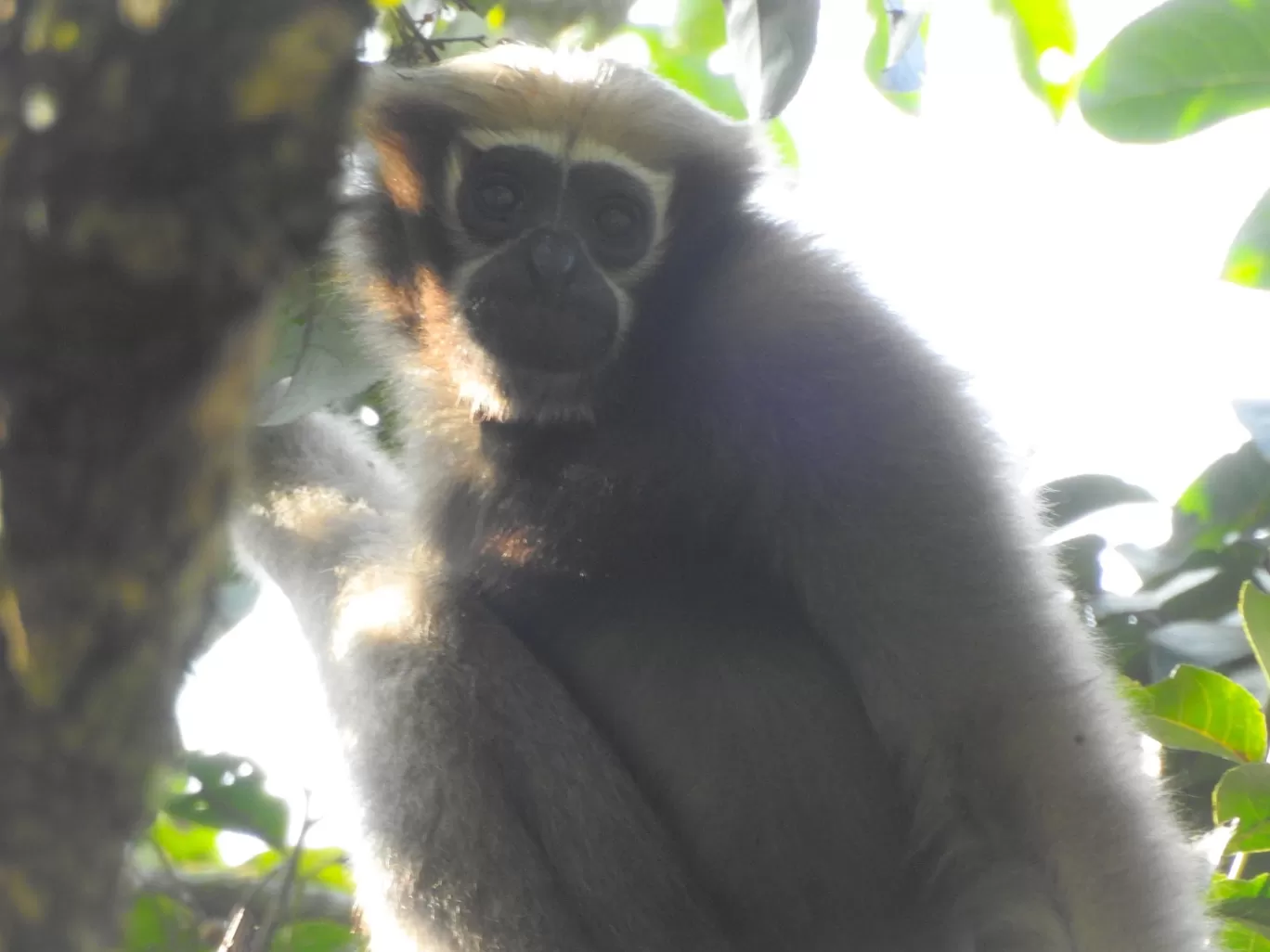 Photo of Pengeri By Nainika Konwar
