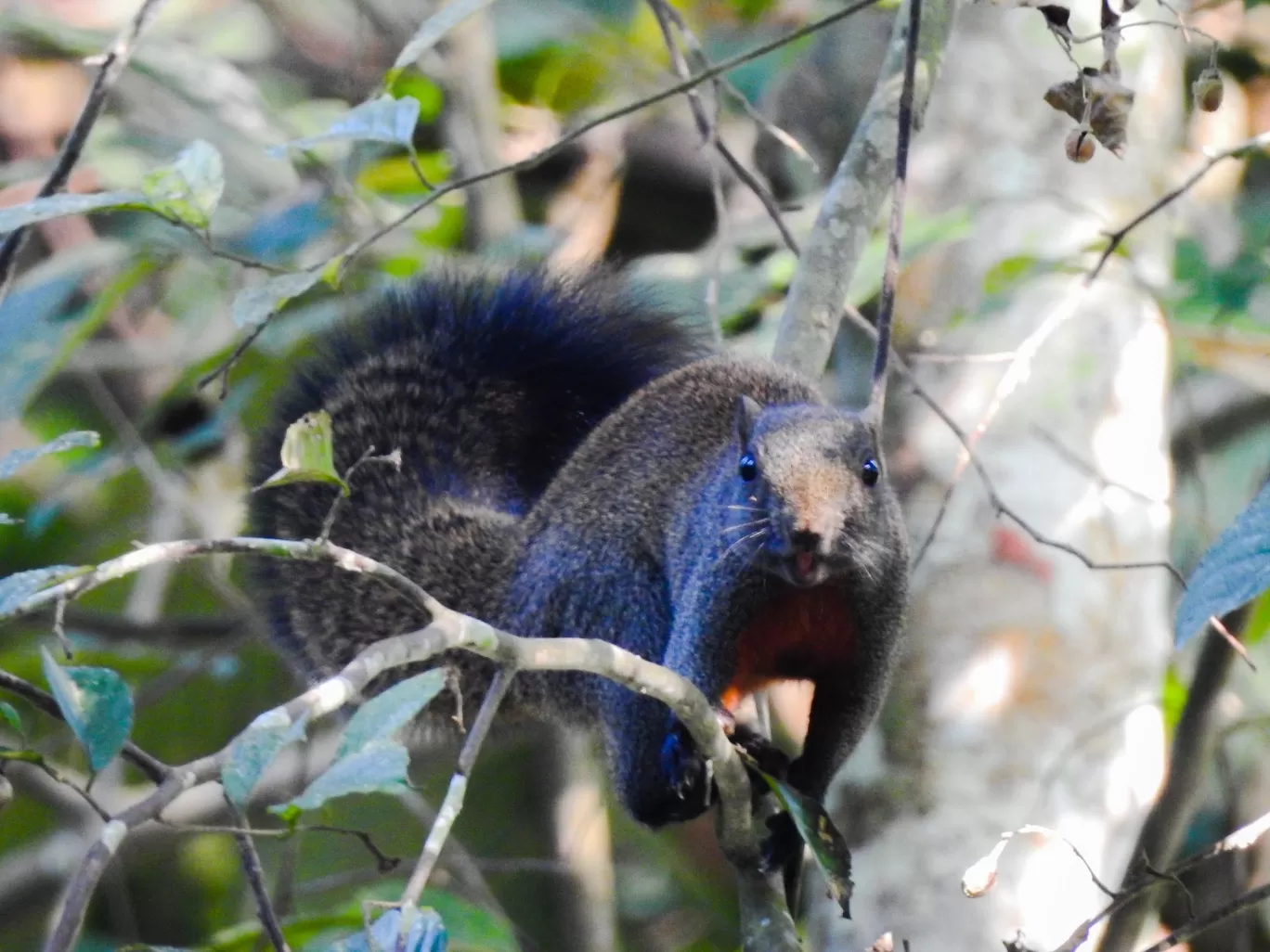 Photo of Pengeri By Nainika Konwar