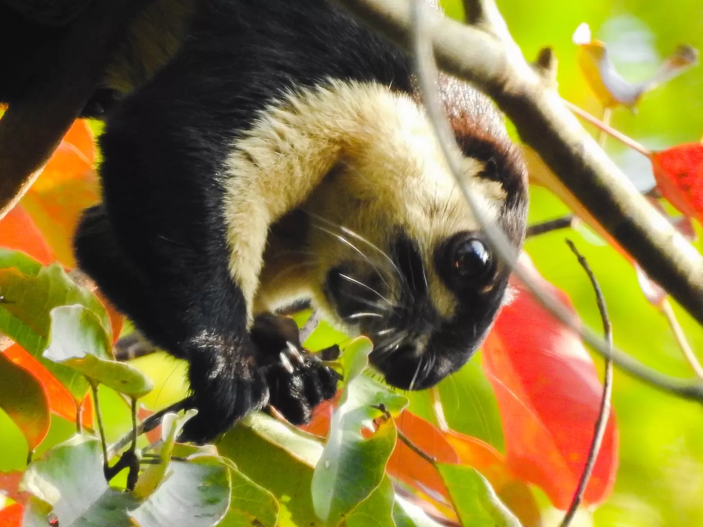 Photo of Pengeri By Nainika Konwar
