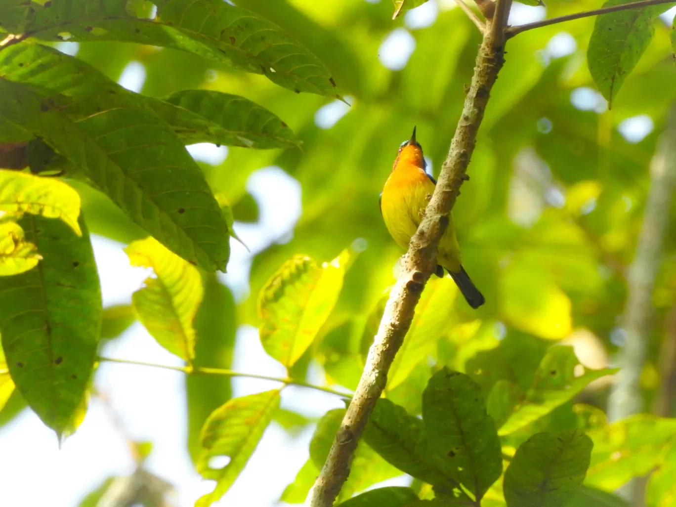 Photo of Pengeri By Nainika Konwar