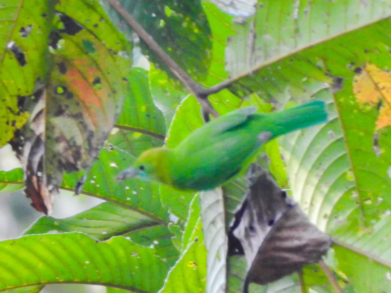 Photo of Pengeri By Nainika Konwar