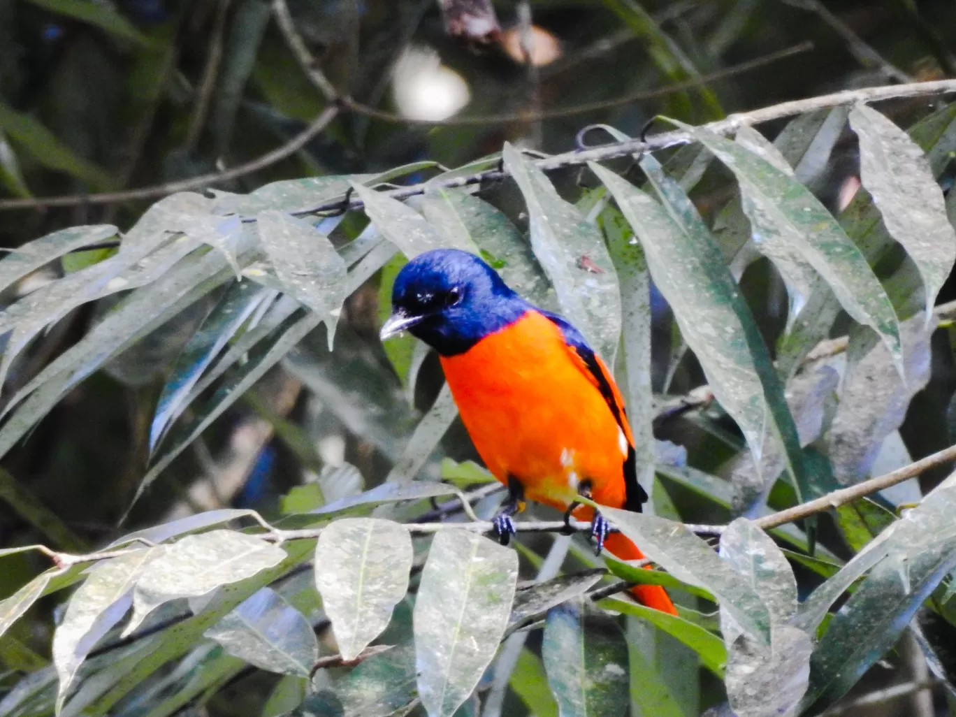 Photo of Pengeri By Nainika Konwar