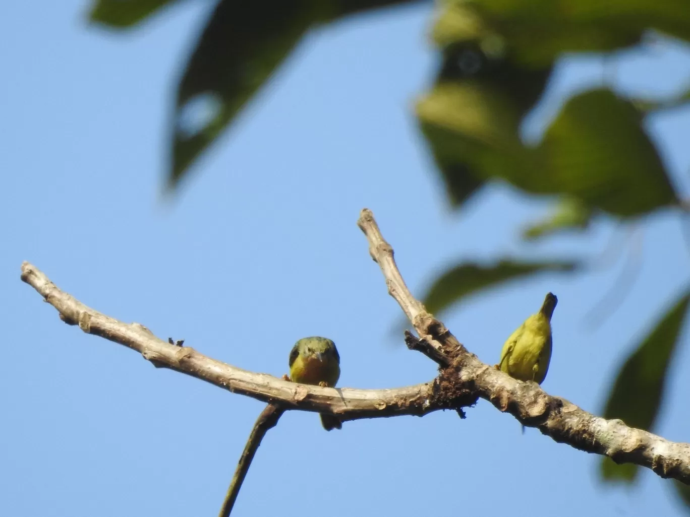 Photo of Pengeri By Nainika Konwar