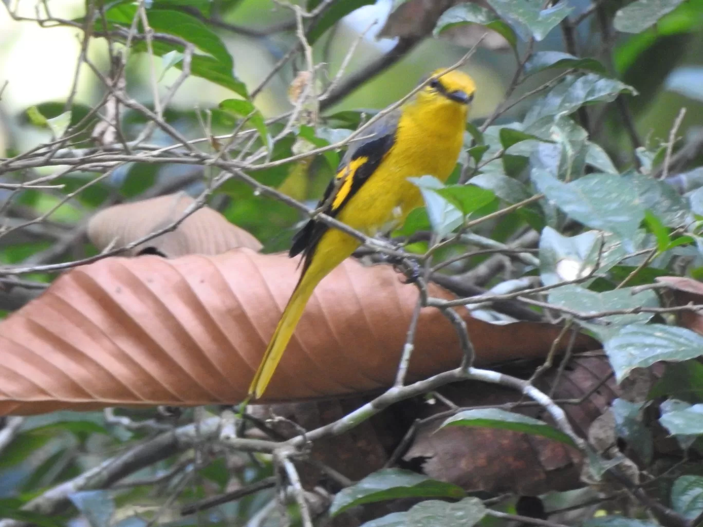 Photo of Pengeri By Nainika Konwar