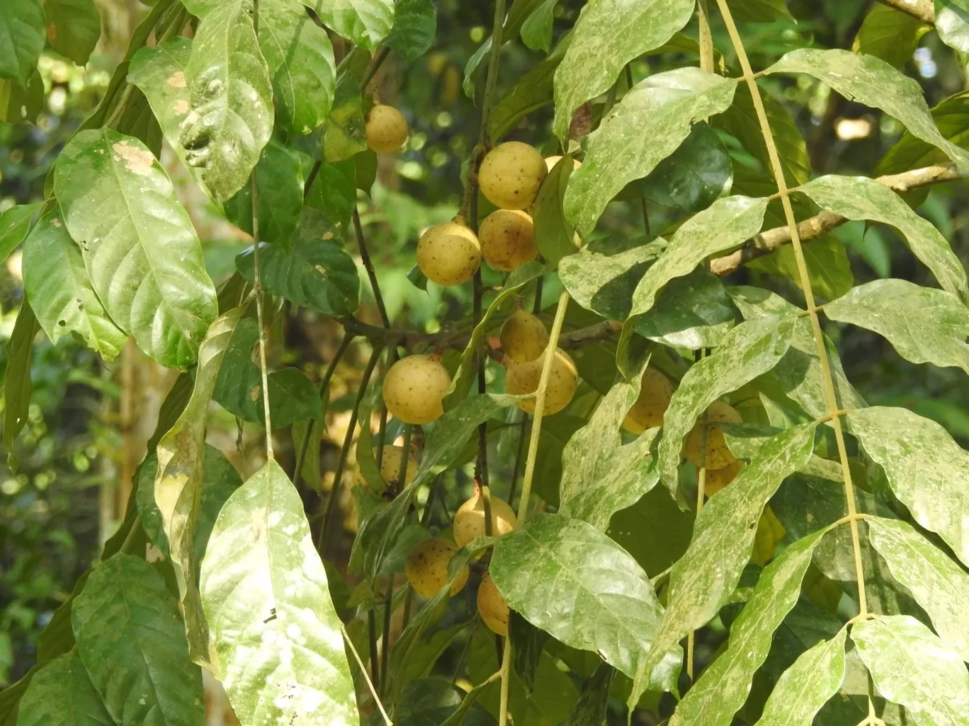 Photo of Pengeri By Nainika Konwar