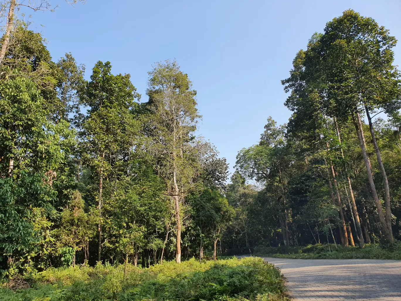 Photo of Pengeri By Nainika Konwar