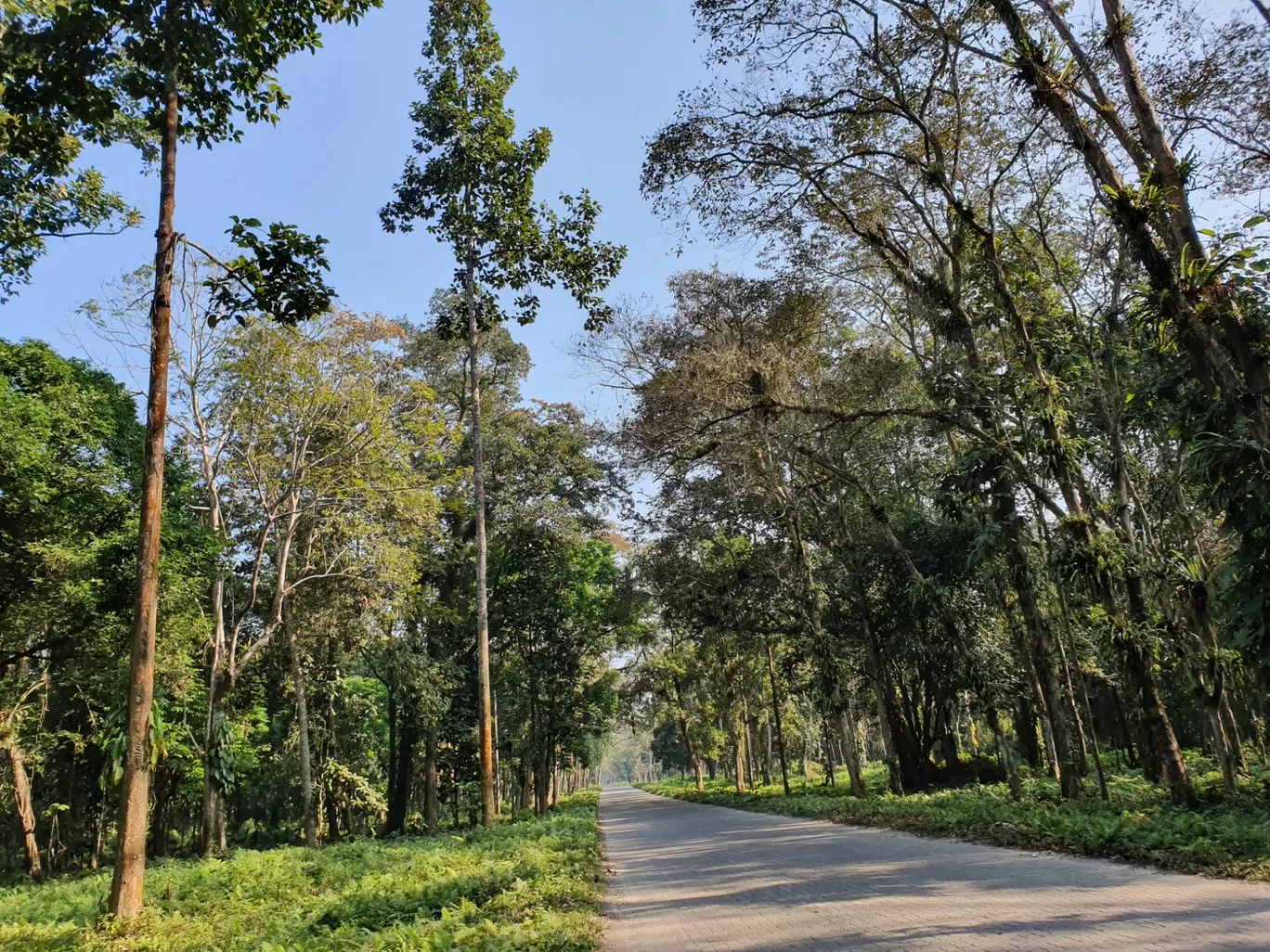 Photo of Pengeri By Nainika Konwar