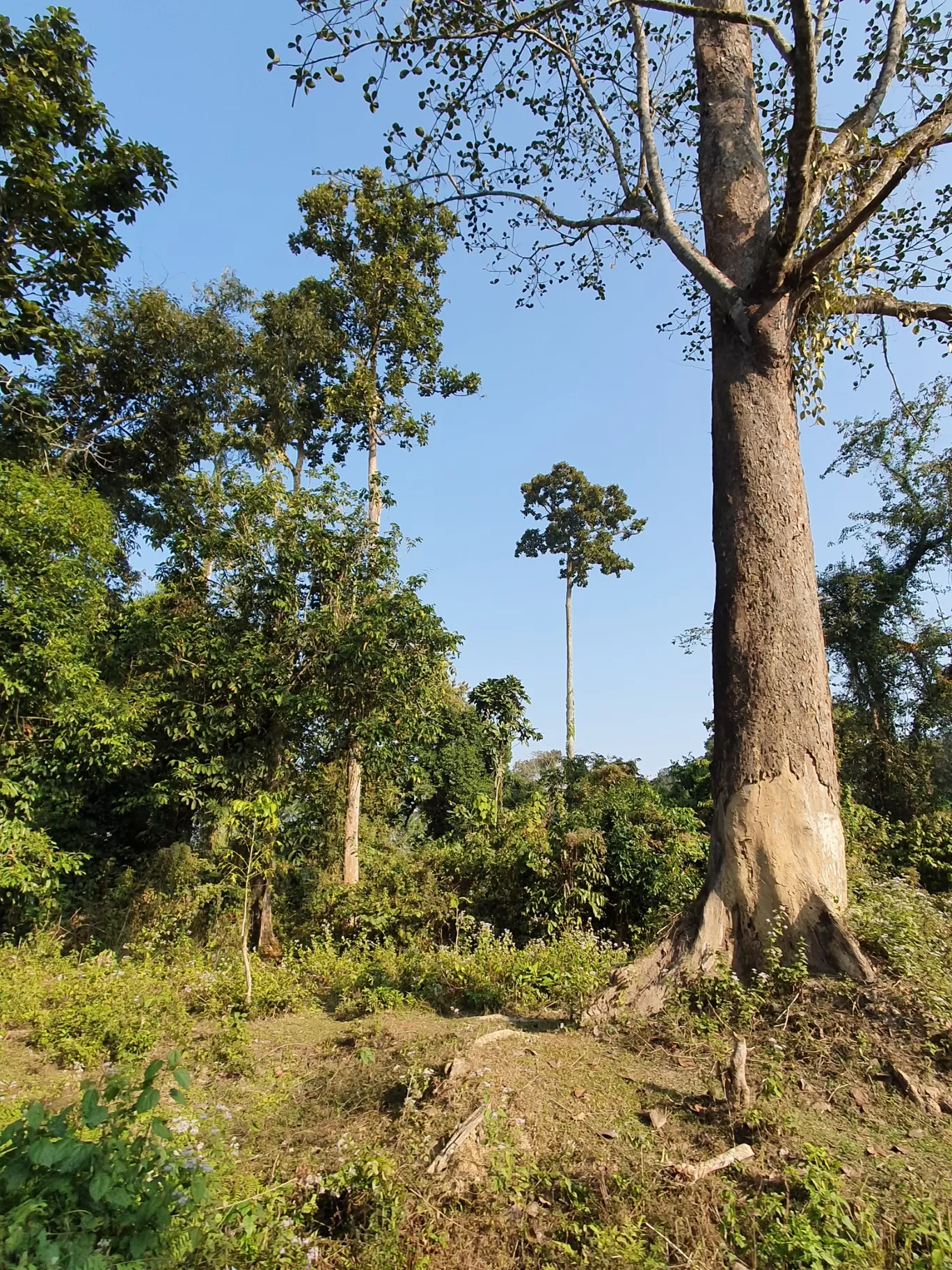 Photo of Pengeri By Nainika Konwar