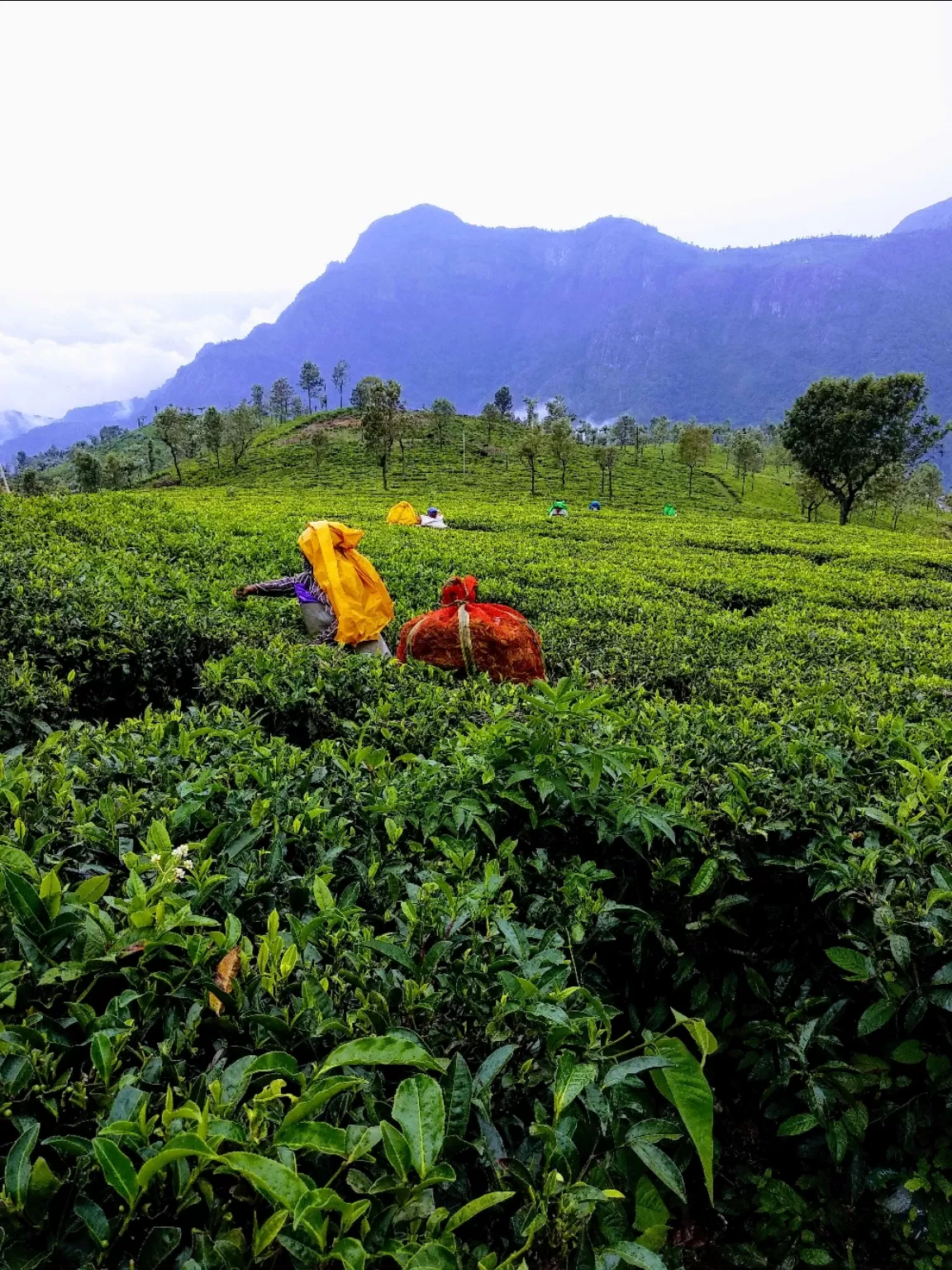 Photo of Ooty By Simi