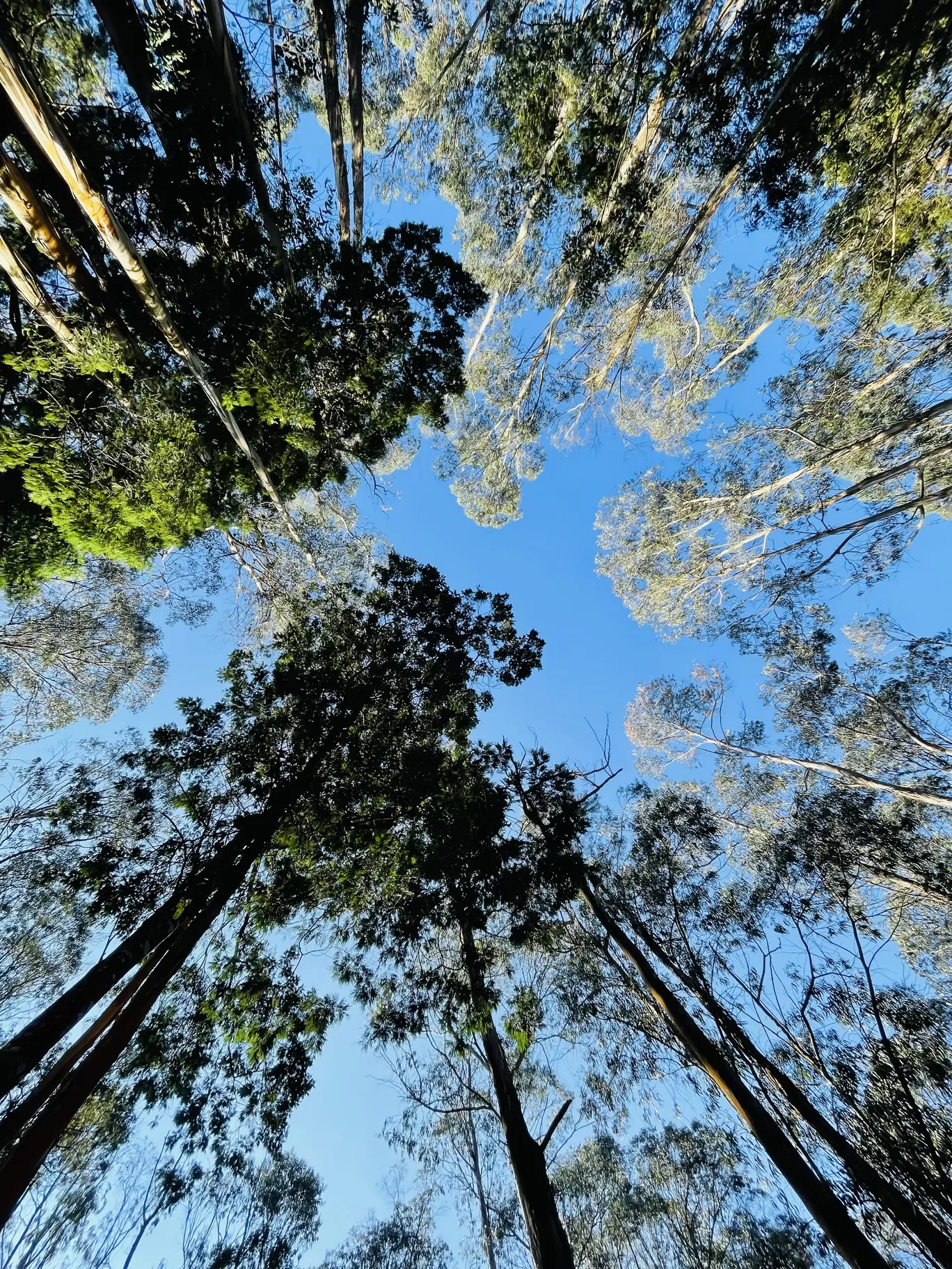 Photo of Kodaikanal By Teja 