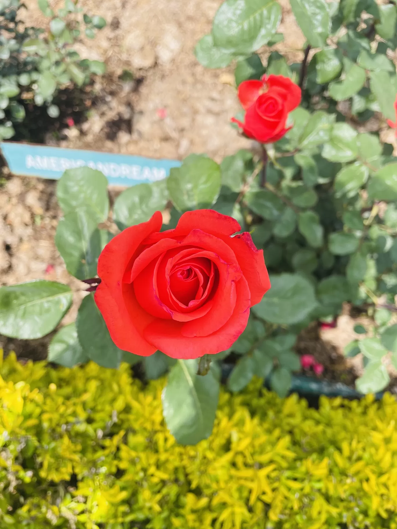 Photo of Rose Garden Road By Teja 