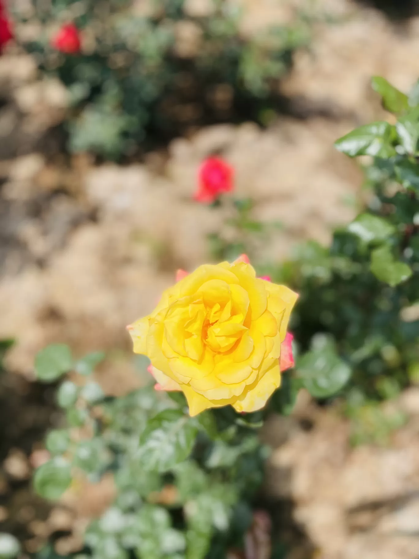 Photo of Rose Garden Road By Teja 