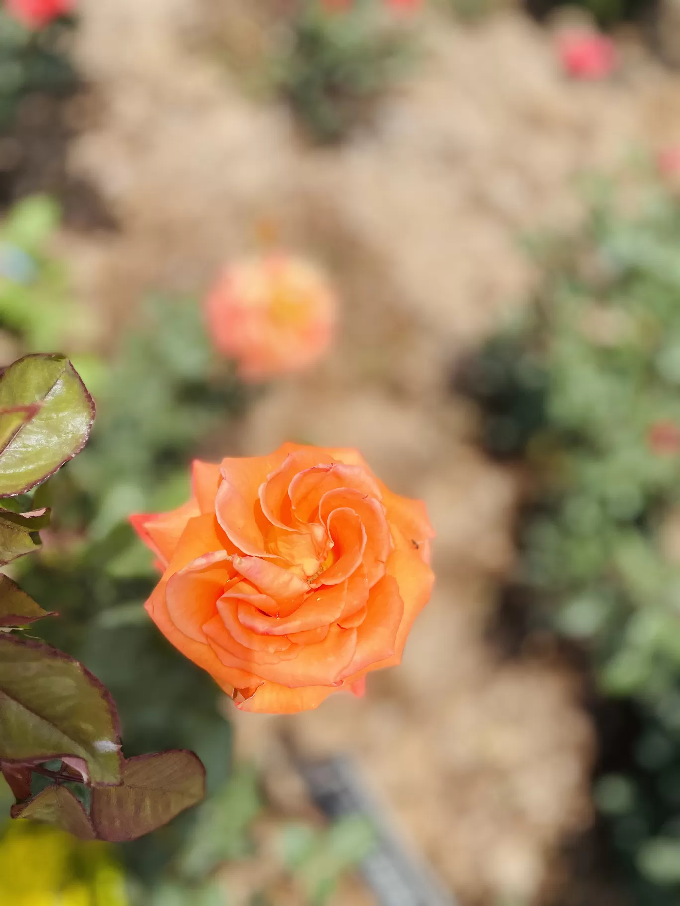 Photo of Rose Garden Road By Teja 