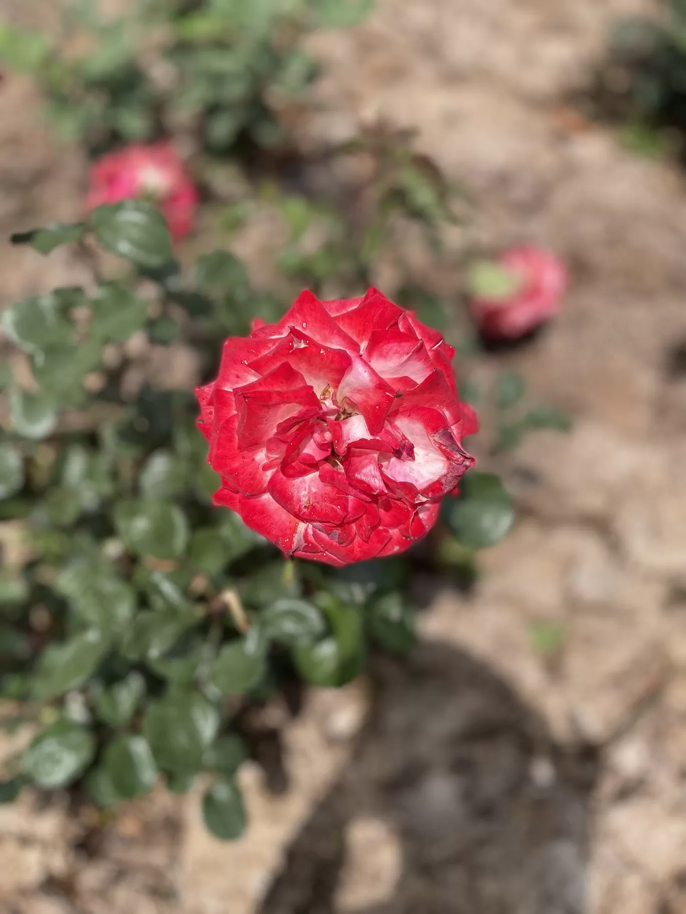 Photo of Rose Garden Road By Teja 