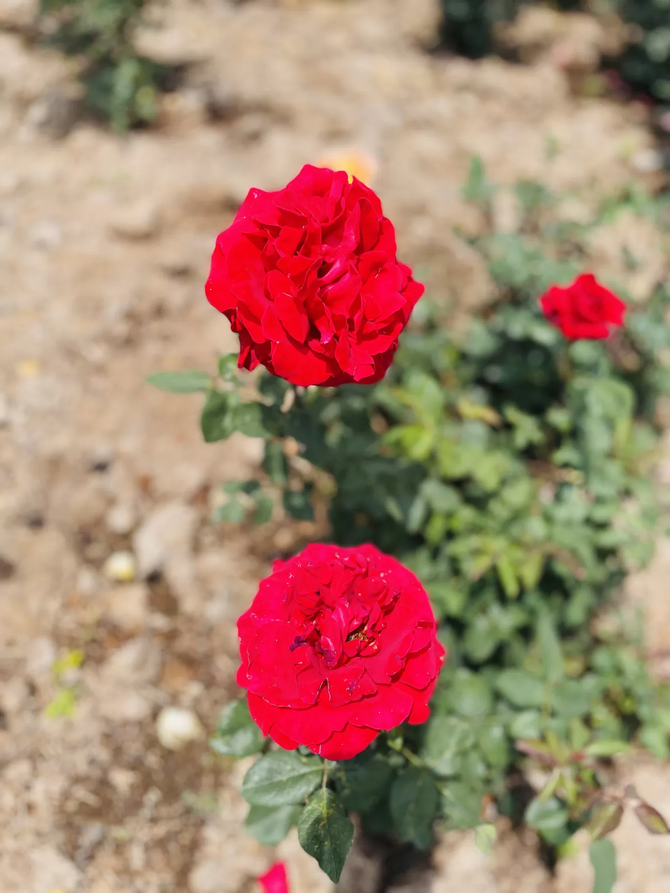 Photo of Rose Garden Road By Teja 