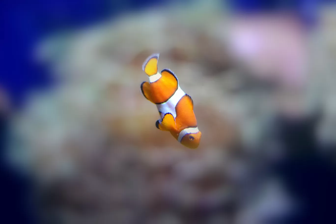 Photo of Dubai Aquarium & Underwater Zoo By Karthik Gandhi aka GastroHogger