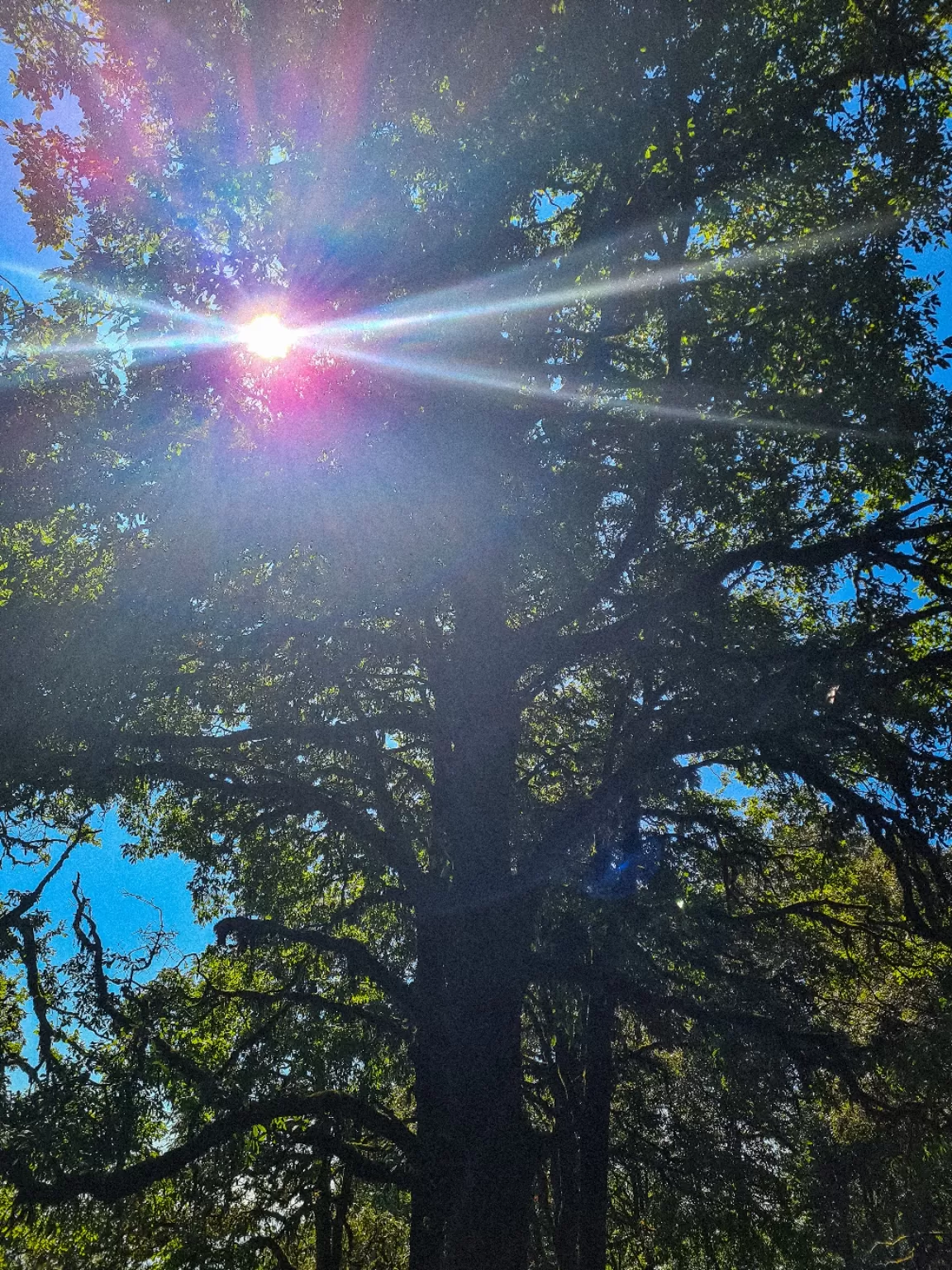 Photo of Binsar Wildlife Sanctuary By Shailja Bisht