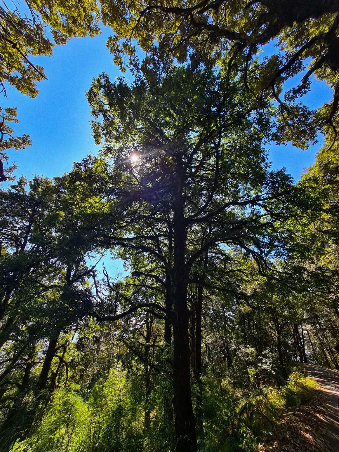 Photo of Binsar Wildlife Sanctuary By Shailja Bisht