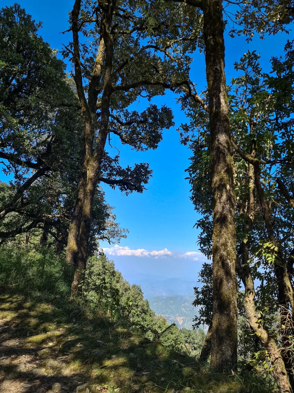 Photo of Binsar Wildlife Sanctuary By Shailja Bisht