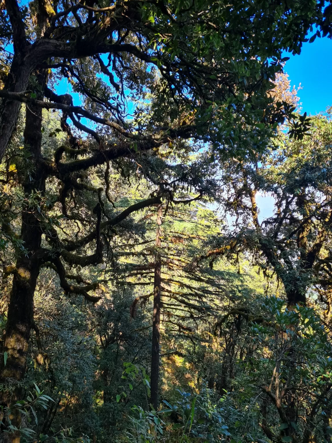 Photo of Binsar Wildlife Sanctuary By Shailja Bisht