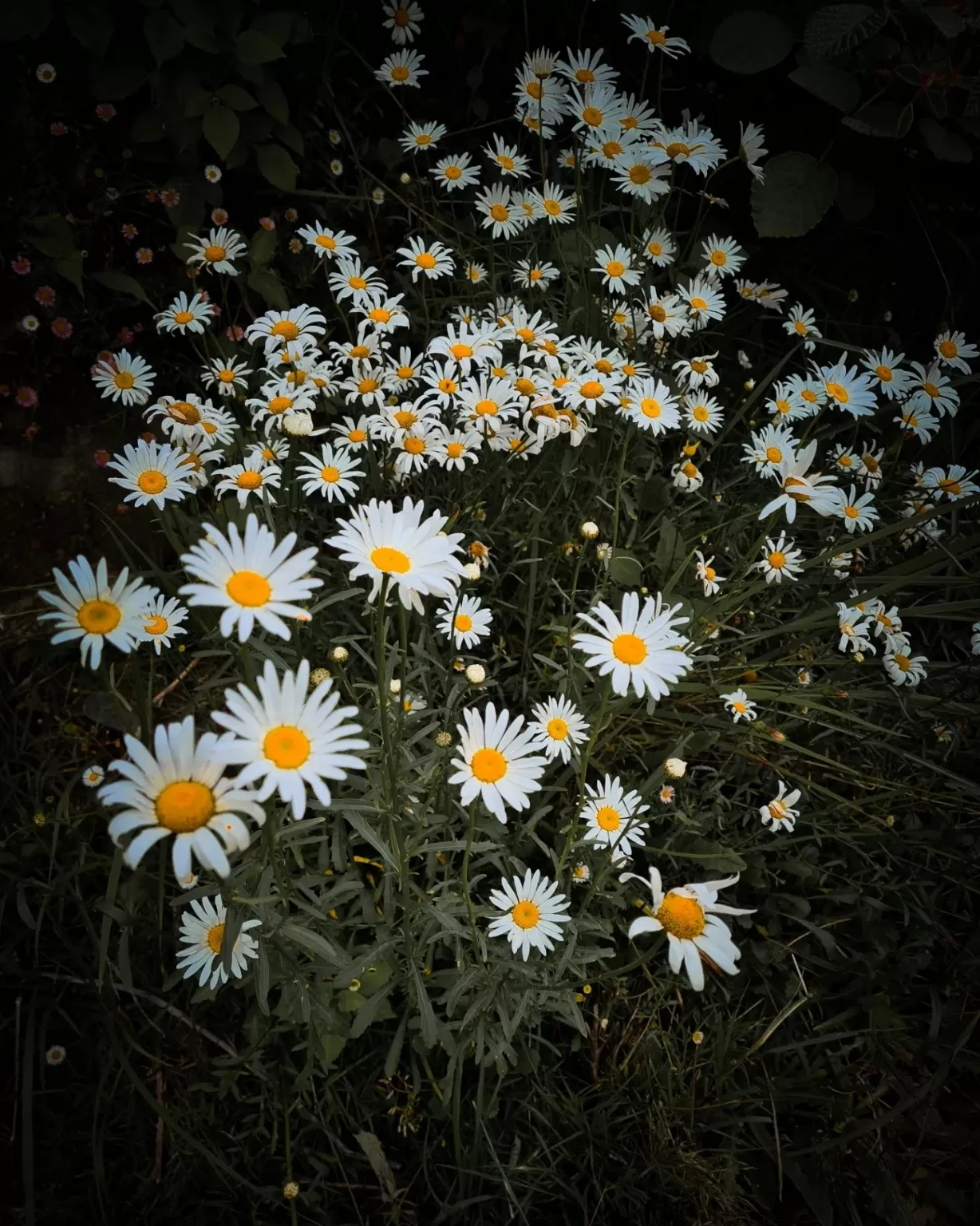 Photo of Mukteshwar By Shailja Bisht