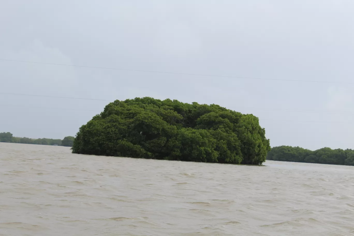 Photo of Pichavaram Mangrove Forest By řøhįťh ķűmăr