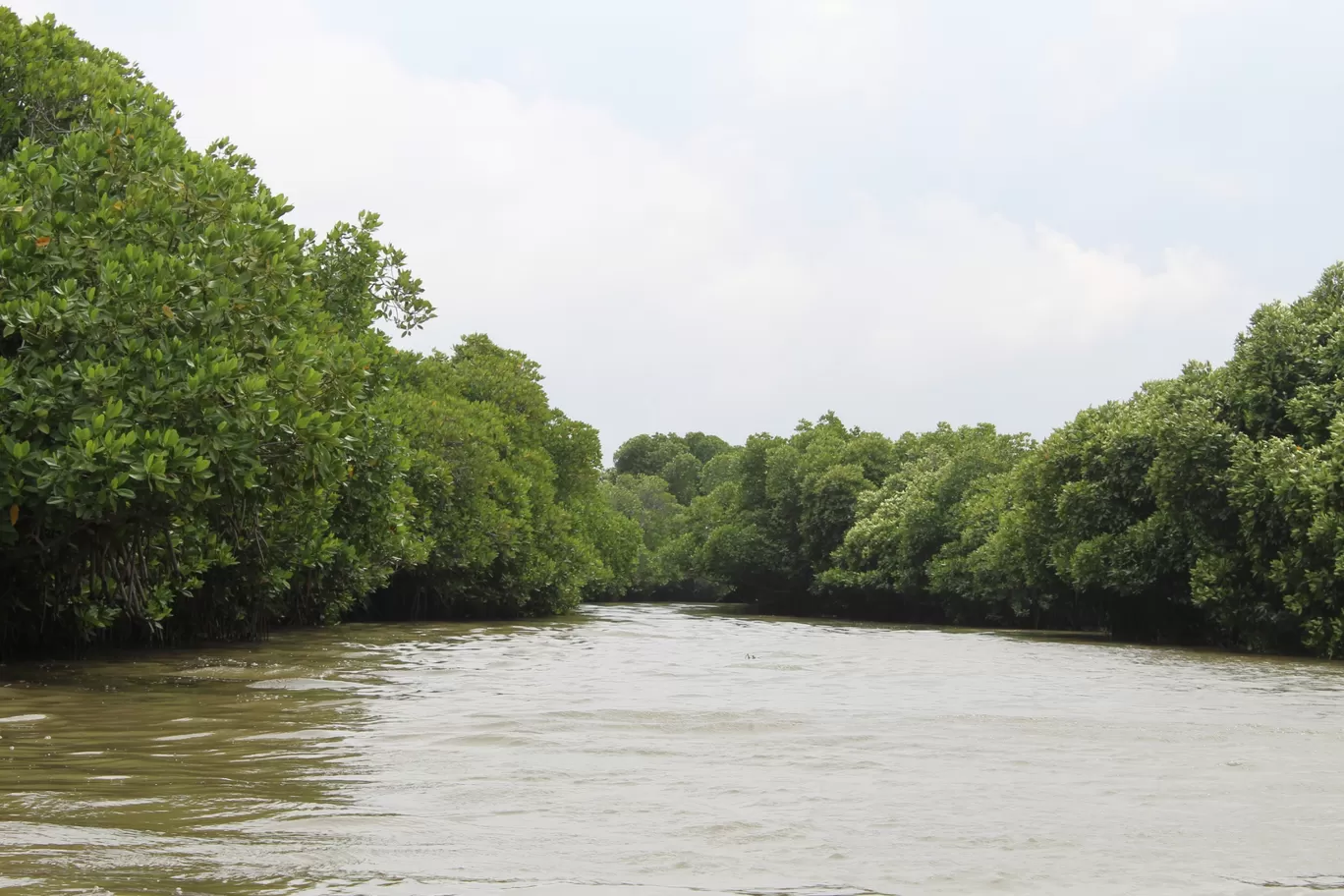 Photo of Pichavaram Mangrove Forest By řøhįťh ķűmăr