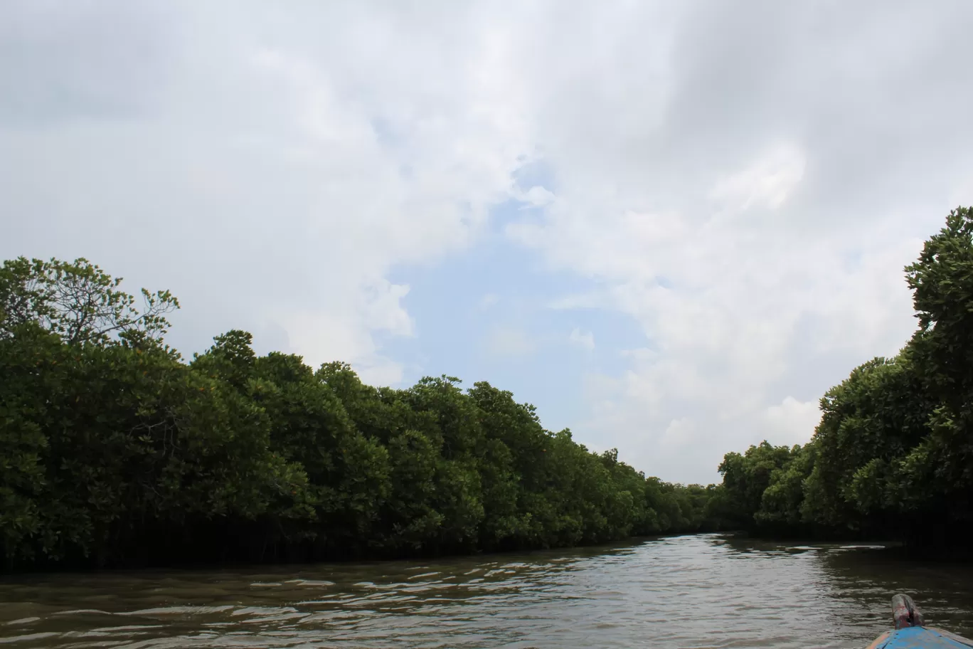 Photo of Pichavaram Mangrove Forest By řøhįťh ķűmăr