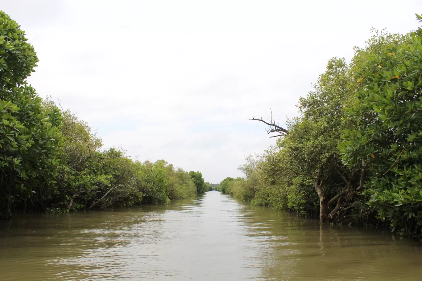 Photo of Pichavaram Mangrove Forest By řøhįťh ķűmăr