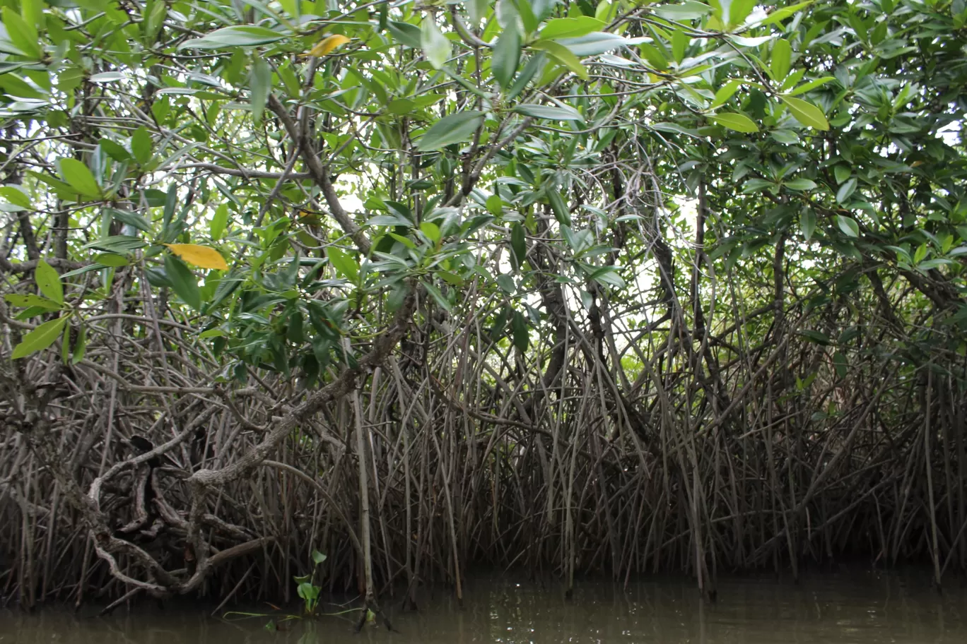 Photo of Pichavaram Mangrove Forest By řøhįťh ķűmăr