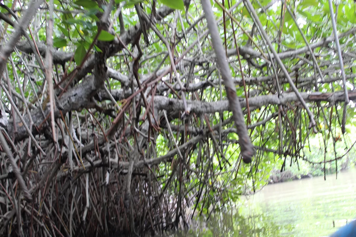 Photo of Pichavaram Mangrove Forest By řøhįťh ķűmăr