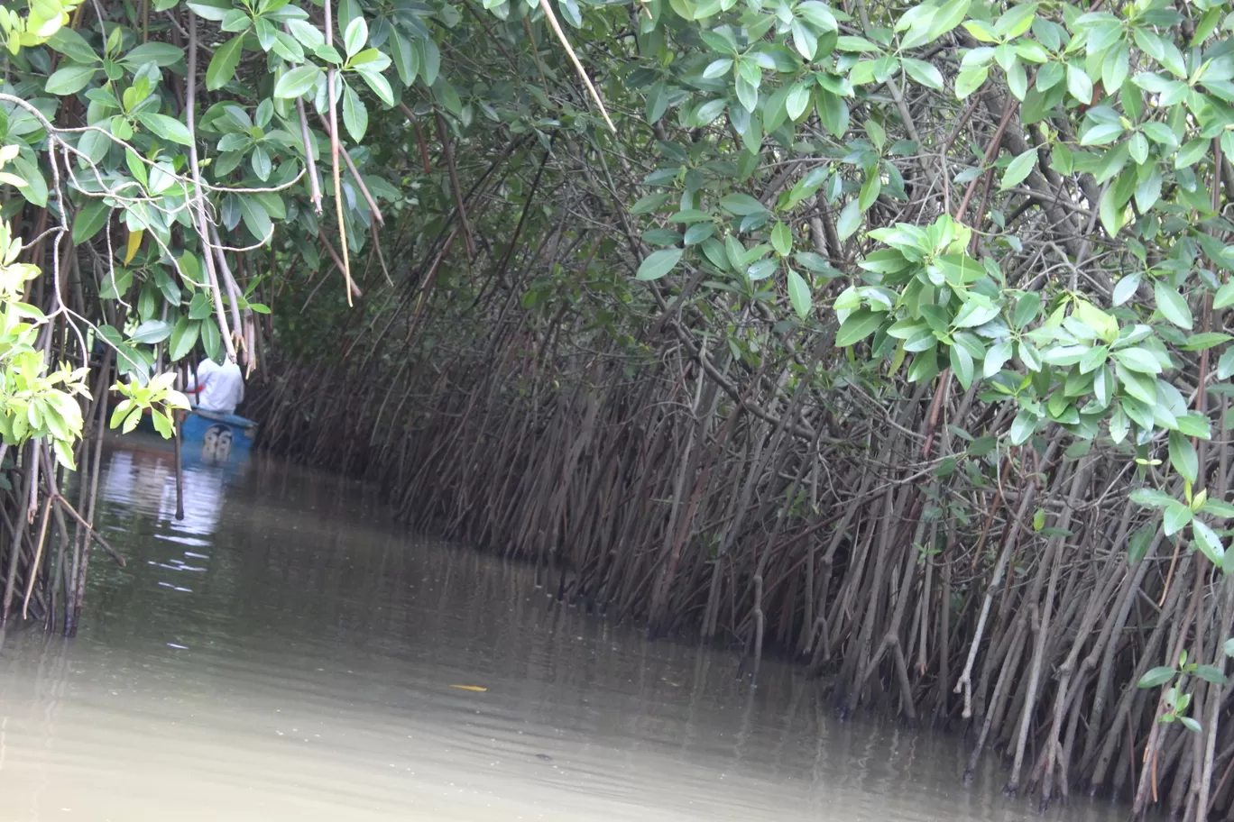 Photo of Pichavaram Mangrove Forest By řøhįťh ķűmăr